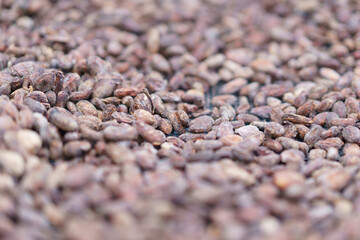 cacao nibs dried on sieve, cacao production process