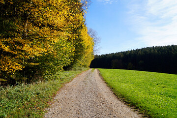a road leading through the scenic golden autumnal landscape with yellow trees and still green meadows of the Bavarian countryside (Birkach village in Bavaria, Germany)