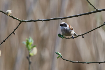 Beutelmeise (Remiz pendulinus)	