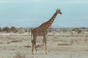 A giraffe in the Amboseli National Park, Kenya