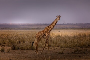A giraffe in the Amboseli National Park, Kenya
