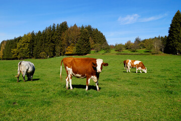 Fototapeta na wymiar a peaceful scenery with cows grazing on the sun-drenched green meadow in the Bavarian countryside in Birkach on a clear day with the vast blue sky, Germany