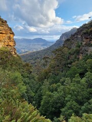 Fototapeta na wymiar View of Australian Eucalypt Forest on the Prince Henry Cliff Track in the Blue Mountains of New south Wales