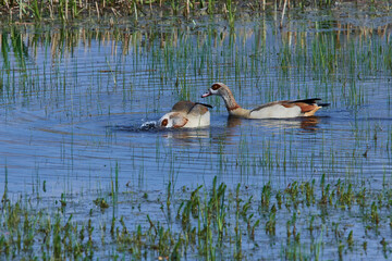 Nilgänse im Frühjahr in Brandenburg	