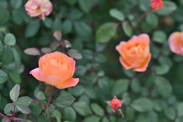 orange rose in the garden