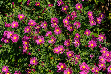 Aster novi belgii 'Bahamas' a magenta pink herbaceous summer autumn perennial flower plant commonly known as Michaelmas daisy stock photo image - obrazy, fototapety, plakaty