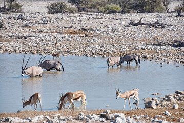 African animals at Okaukuejo water hole in Etosha Namibia