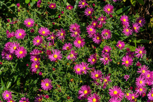 Aster novi belgii 'Bahamas' a magenta pink herbaceous summer autumn perennial flower plant commonly known as Michaelmas daisy stock photo image