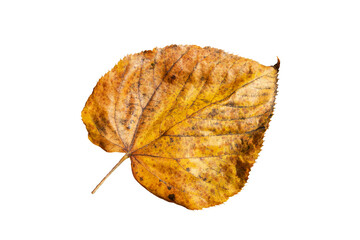 Fototapeta premium Common lime tree leaf (tilia x europaea) in autumn fall colour cut out and isolated on a white background, stock photo image