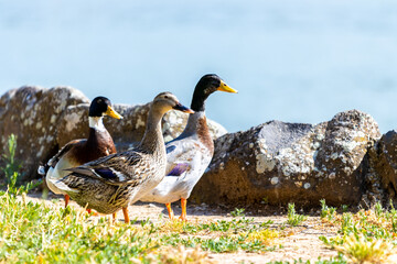 ducks on the lake