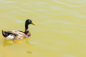 duck on the water