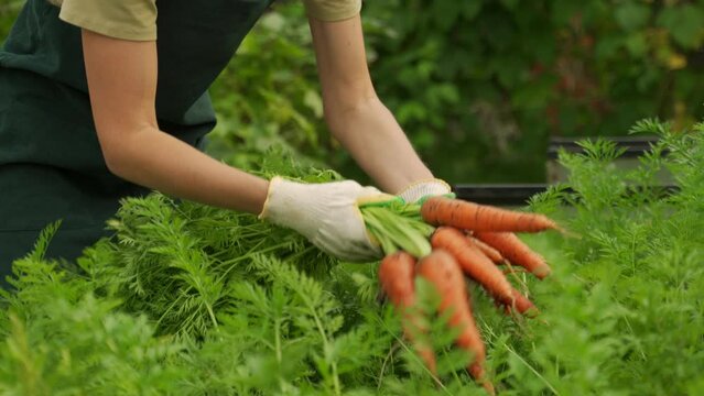 Close-up of a woman's hand pulling a carrot out of the ground.
