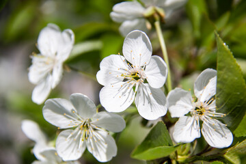 A flowering branch in the spring with white flowers and green leaves. A beautiful cherry blossom branch against background.