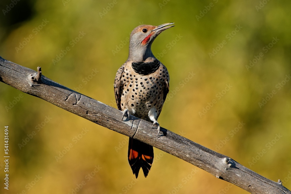 Wall mural closeup shot of a northern flicker on the branch of a tree