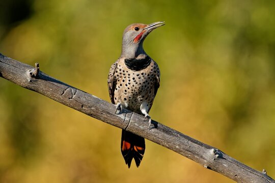 Closeup shot of a northern flicker on the branch of a tree