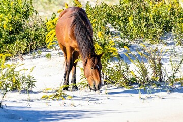 Closeup of a Cumberland Island horse grazing