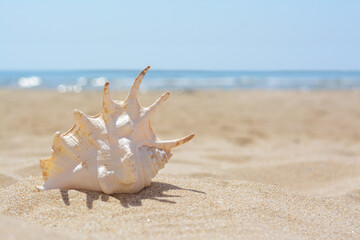 Fototapeta na wymiar Sandy beach with beautiful seashell near sea on sunny day, space for text