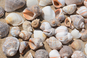 Many beautiful sea shells on sand, closeup
