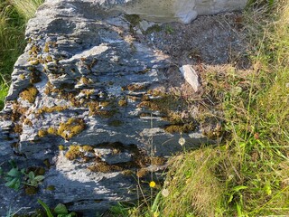 Moss growing on the outcropping of a stone rock.