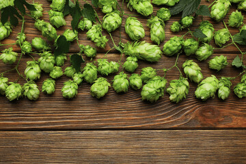 Branches of fresh green hops on wooden table, flat lay. Space for text