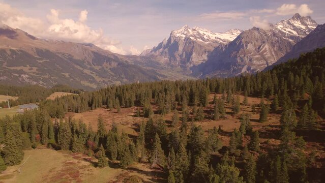 aerial drone footage pushing in over spruce trees revealing Grindelwald and Mount Wetterhorn
