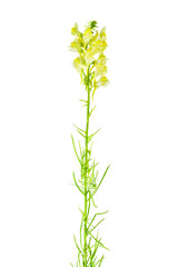 Linaria vulgaris plant (the common toadflax, yellow toadflax or butter-and-eggs) isolated on a white background.