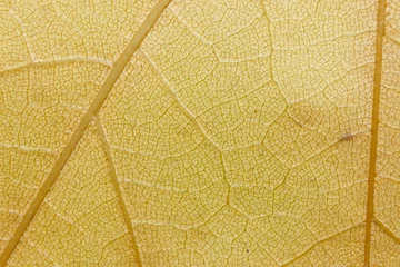 Fotobehang Leaf veins macro shot. The texture of a yellowed leaf. © SashaMagic