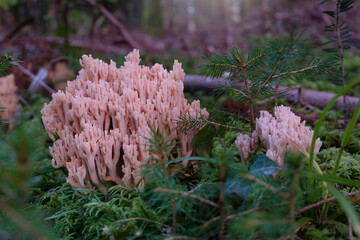 Ramaria farmosa, pink coral mushroom close-up. Salmon coral in the fotest ground with moss.