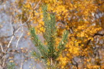 The lush top of a green Christmas tree in the autumn forest.