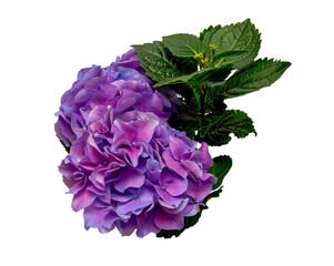 Fototapeta premium Violet pink hydrangea flower on leaves background, top view, png file 