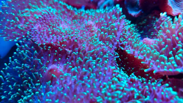 Blue Hairy Mushroom Coral (Rhodactis indosinensis) in Salt Water AquariumClose Up Video. Mushroom Coral in Aquarium Tank