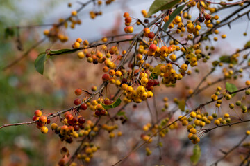 Yellow and red ranetki on a branch without leaves. Texture for the background.