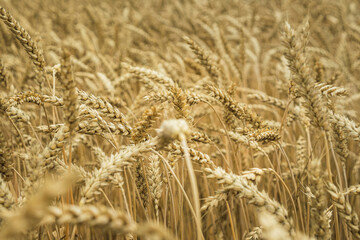 Close-up of a wheat field, ripe ears of wheat. Selective focus. The concept of agriculture. World Food Crisis.
