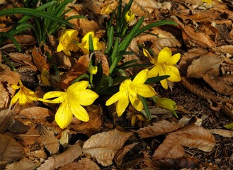 yellow flowers colchicum plant Sternbergia Lutea