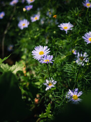 daisies in the garden
