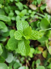 mint leaves in the garden