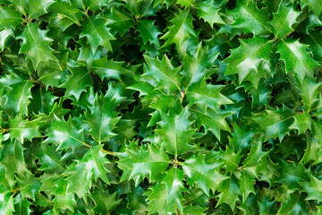 holly leaves