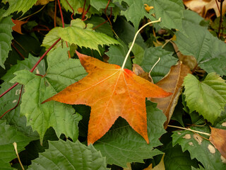 red maple leaf