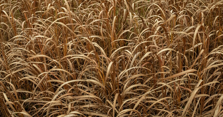 Abstract background in the form of many dry stems
