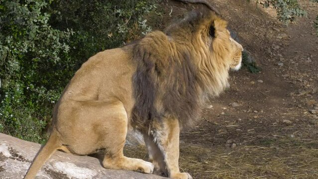 Slowmotion shot of a lion sitting on a rock observing its surroundings