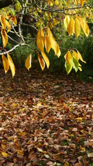 autumn leaves on the ground