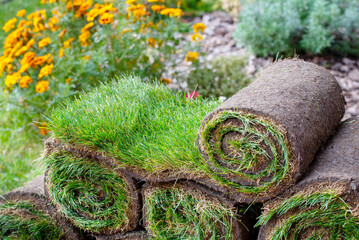 Roll of fresh sod grass planted on a newly landscaped lawn