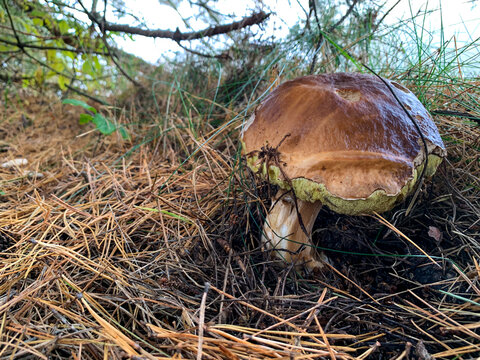 duży borowik szlachetny