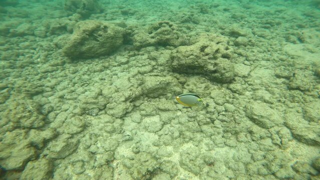 Blonde Naso Tang In Hanauma Bay, Hawaiian Saltwater Reef Fish. Underwater Snorkeling View.