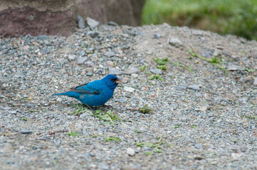Indigo Bunting on patch of gravel 