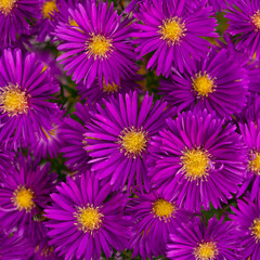 Fototapeta premium Gorgeous asters in the color of fuchsia as background