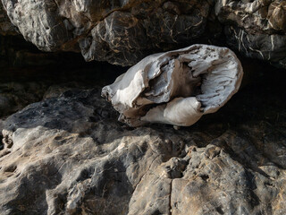 A piece of wood stuck in a crack in a sea rock.