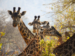 Three Heads of the Serengeti