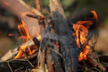 Close up of burning timber bonfire in summer forest..The concept of adventure, travel, tourism, camping, survival and evacuation.