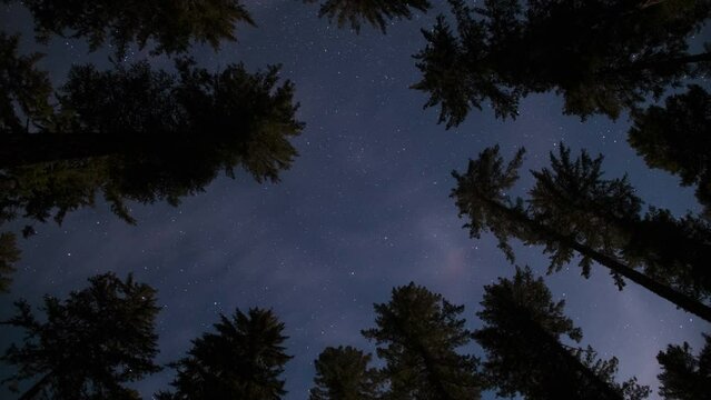 Star timelapse looking up into a forest canopy